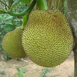 八面玲珑的申小姐